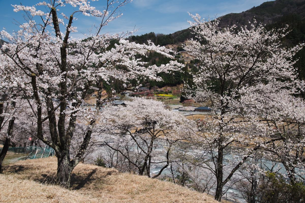 南信州の桜旅　大西公園大鹿村